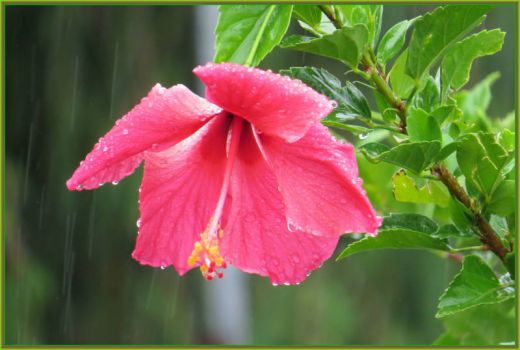 Hibiscus in the rain...