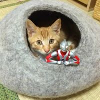 Koma & Ultraman sharing their cat fort.