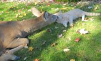 Deer visits cat in yard every morning!