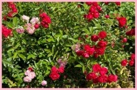 In my brother's garden.  In mijn broers tuin.