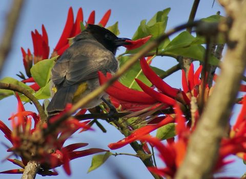 Bulbul in the Coral trees
