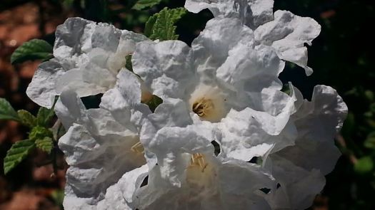 Pretty white flower