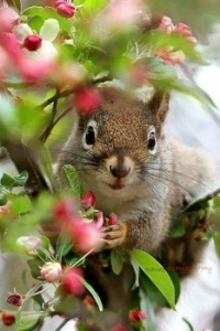 The Squirrel Says, "Hi"