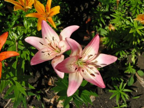 My Pink Lilies