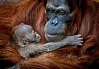 Opičí láska