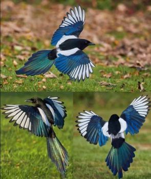 Magpie glamour shots