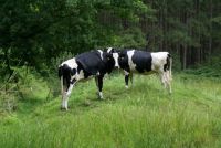 Cows