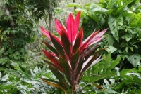 Hawaiian Plant