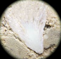 Horn Coral
