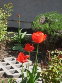 Tulipánové kalichy...  Tulip chalice ...