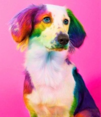 A Dog of Many Colors