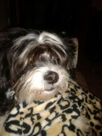 Buster in his leopard skin snuggle