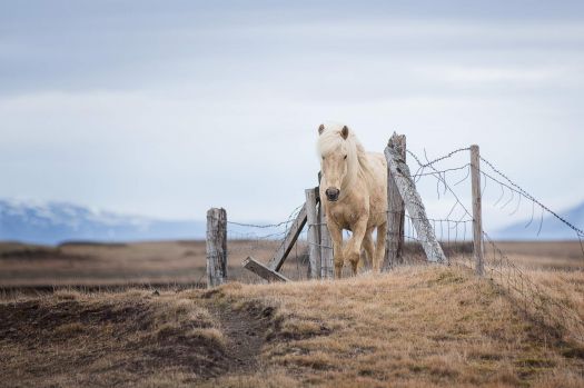 Icelandic Horse in Iceland