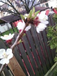 cerisier fleuri