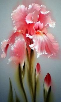 Precious Pink Iris