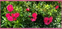 In my brother's garden.  In mijn broers tuin.