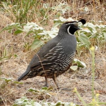 Solve California Quail, North Shore 3 Trail, San Diego, California jigsaw puzzle online with 100