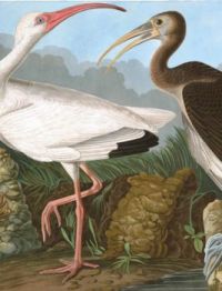 WHITE IBIS