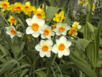 Finally Spring!