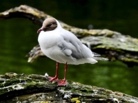 Black-headed Gull