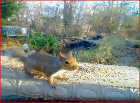 squirrel at bench feeder