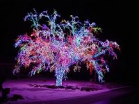 tree of lights