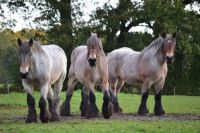 Three Draft Horses