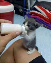Sweet Kitty drinking some milk