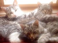 my three boys:)