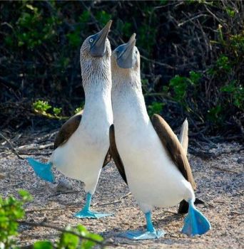 Happy Blue-footed Boobies