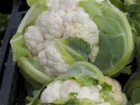 Regular cauliflower
