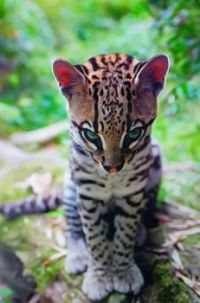 GORGEOUS BENGAL CAT