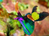 Nudibranch(sea snails or slugs)
