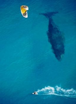 BLUE WHALE AND PARA-SURFER