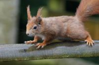 British Red Squirrel