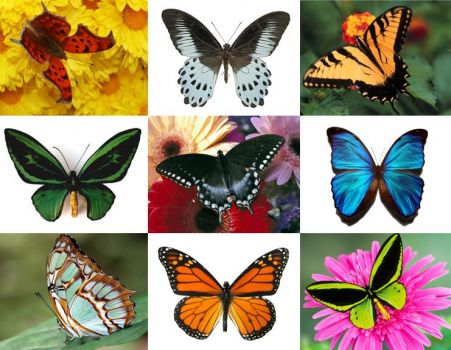 Butterflies for Roxanne!
