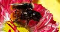 Mauerbienen bei der Paarung
