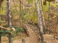 Walking bridge in woods