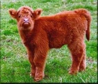 Fuzzy Red Calf