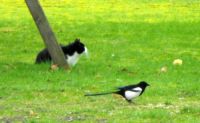 Poes en vogel 4- I dont see him-there is no birdy.
