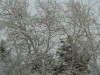 snow on my Aspen trees this morning, Jan. 30