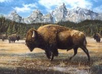 Large Teton Bison               