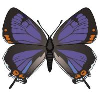 butterfly