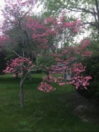 Spring in New England