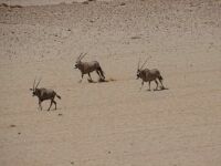 Oryx Antilopes in Namibia