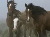 Horses in the Winds of Chilean Patagonia