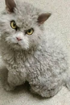 Poodle cat deals