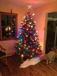 Our Tree--Dog Doing "Snow" Removal...