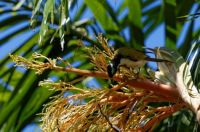 Blue-faced Honeyeater on Palm tree flowers.