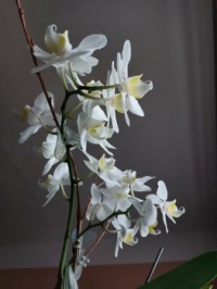 Orchidej